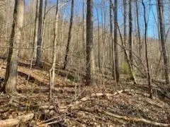 528 Early Dietz, Sylva, NC 28779 photo 2