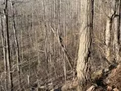 528 Early Dietz, Sylva, NC 28779 photo 4