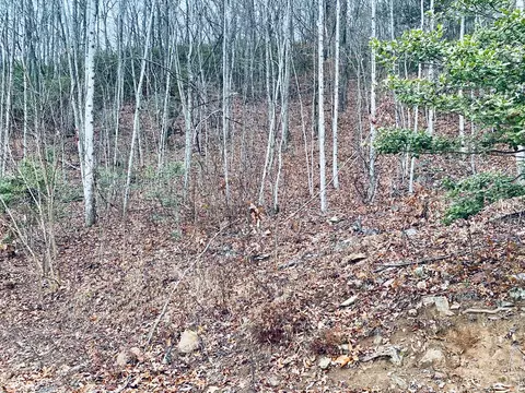 Lt 1sec5 Parchment Ln, Sylva, NC 28779 photo 5