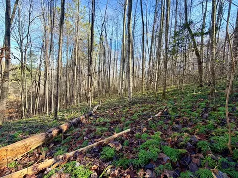 000 Genesis Trail Dr, Sylva, NC 28779 photo 9