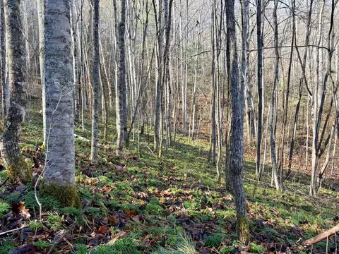 000 Genesis Trail Dr, Sylva, NC 28779 photo 6