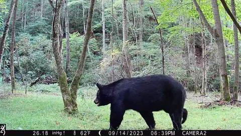Other - 2778 Mule Stomp Rd, Clyde, NC 28721 photo 4 of 36