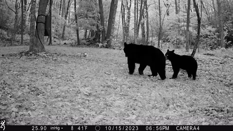 Other - 2778 Mule Stomp Rd, Clyde, NC 28721 photo 5 of 36