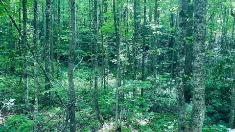 00 Cheek Circle Rd, Sylva, NC 28779 photo 6