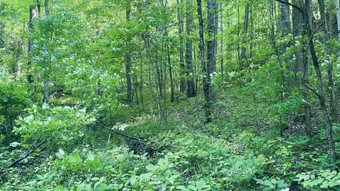 00 Cheek Circle Rd, Sylva, NC 28779 photo 2
