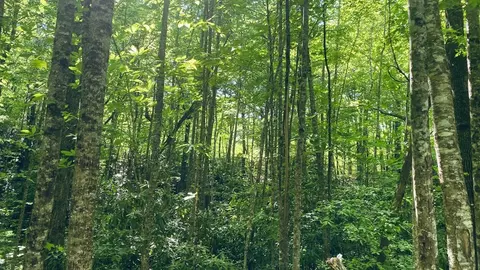 00 Cheek Circle Rd, Sylva, NC 28779 photo 13
