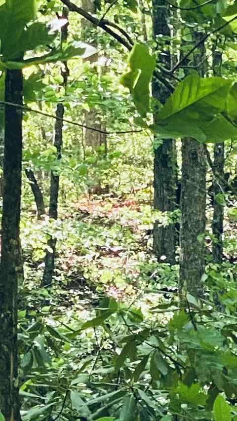 00 Cheek Circle Rd, Sylva, NC 28779 photo 8