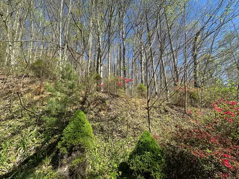 0 Forest Rose Ln, Sylva, NC 28779 photo 5