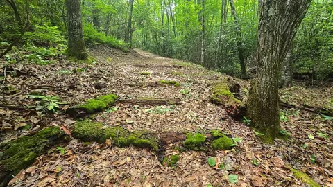 lot2 Rainbow Falls Rd, Franklin, NC 28734 photo 17