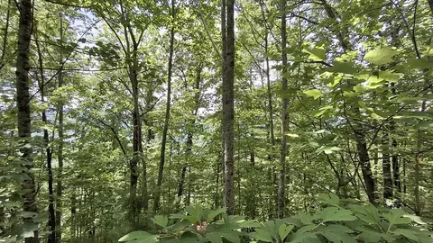 112 Kako Rdg, Sylva, NC 28779 photo 13