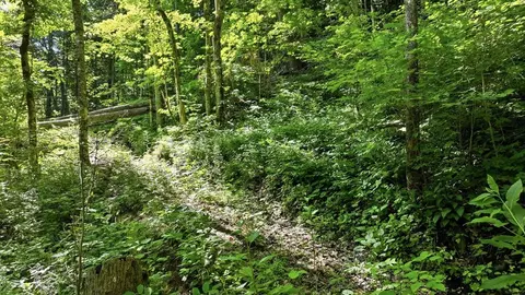 618 Dark Ridge Rd, Sylva, NC 28779 photo 8