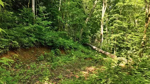 618 Dark Ridge Rd, Sylva, NC 28779 photo 11