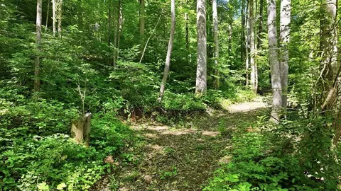 618 Dark Ridge Rd, Sylva, NC 28779 photo 7