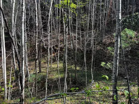 00 Leon Barron Rd, Sylva, NC 28779 photo 11
