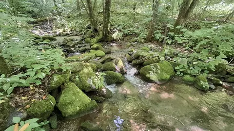 0 Berry Paul Jenkins Rd, Robbinsville, NC 28771