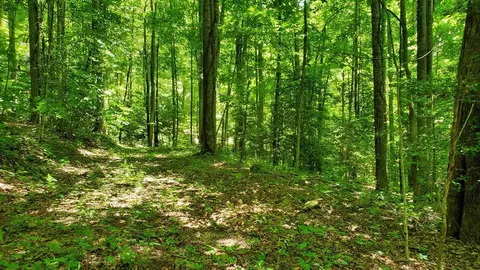 lot9 Hemlock Falls Dr, Sylva, NC 28779 photo 15