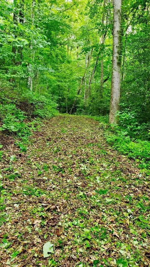 lot9 Hemlock Falls Dr, Sylva, NC 28779 photo 8
