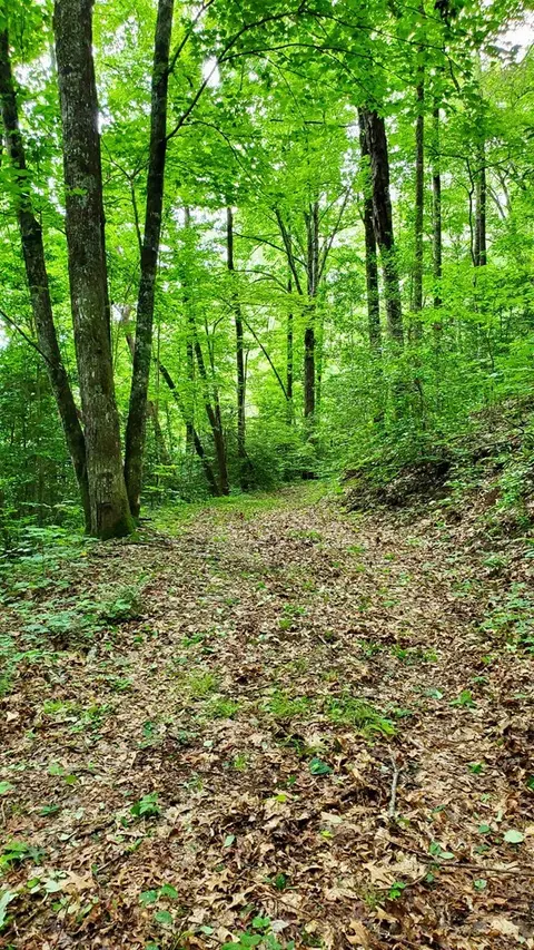 lot9 Hemlock Falls Dr, Sylva, NC 28779 photo 3
