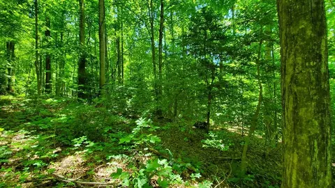 lot9 Hemlock Falls Dr, Sylva, NC 28779 photo 13