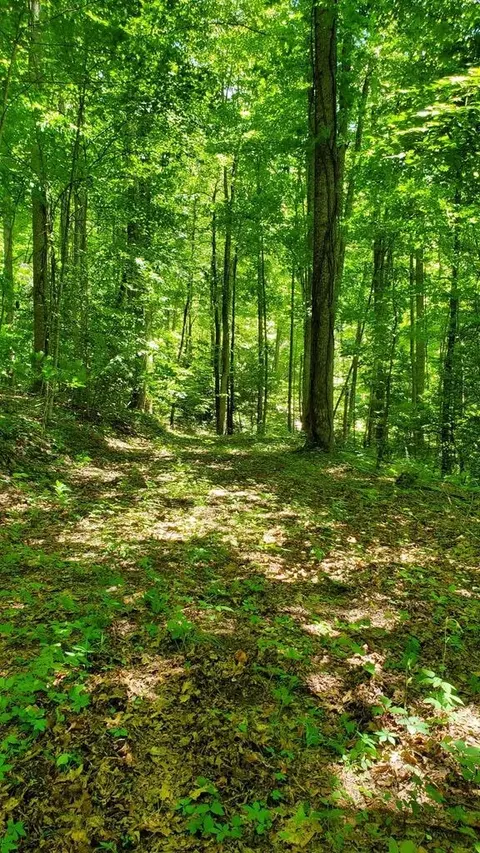 lot9 Hemlock Falls Dr, Sylva, NC 28779 photo 16