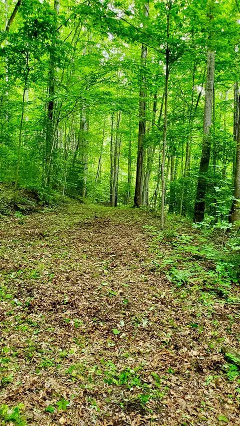 lot9 Hemlock Falls Dr, Sylva, NC 28779 photo 4