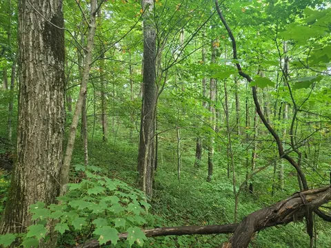 000 Rosemount Rd, Sylva, NC 28779 photo 8