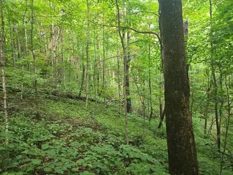 000 Rosemount Rd, Sylva, NC 28779 photo 4