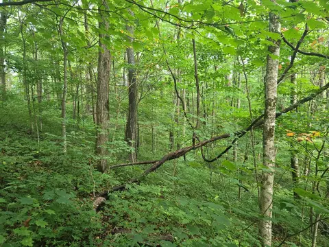 000 Rosemount Rd, Sylva, NC 28779 photo 3