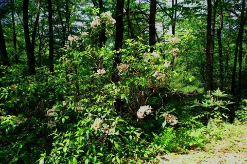 tbd Highlands Gate Dr, Highlands, NC 28741 photo 9