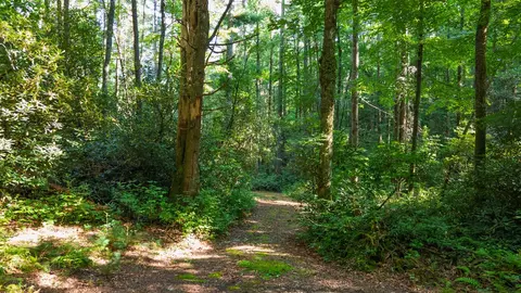 788 Rainey Knobs Rd, Other, NC 28774 photo 6