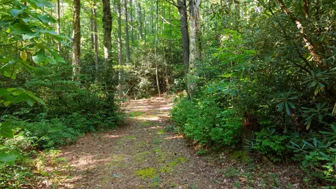 788 Rainey Knobs Rd, Other, NC 28774 photo 9