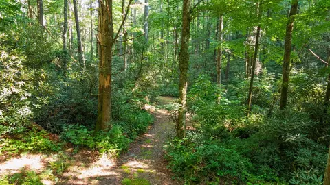 788 Rainey Knobs Rd, Other, NC 28774 photo 5