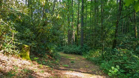788 Rainey Knobs Rd, Other, NC 28774 photo 8
