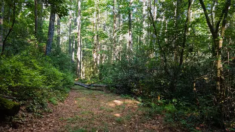 788 Rainey Knobs Rd, Other, NC 28774 photo 14