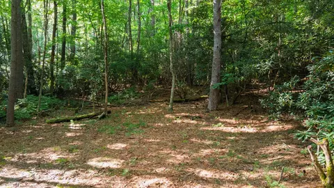 788 Rainey Knobs Rd, Other, NC 28774 photo 3