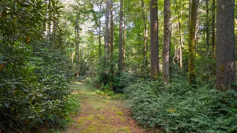 788 Rainey Knobs Rd, Other, NC 28774 photo 10