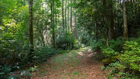 788 Rainey Knobs Rd, Other, NC 28774 photo 15