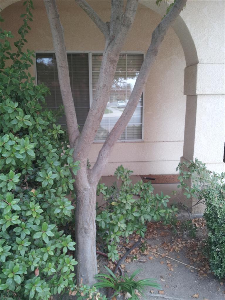 2798 Merlot, Madera, CA 93637 photo 1