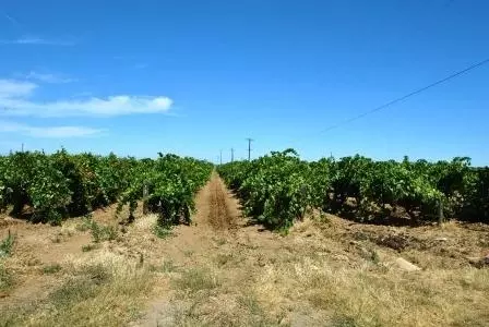9594 Road 29 12, Madera, CA 93637 photo 1
