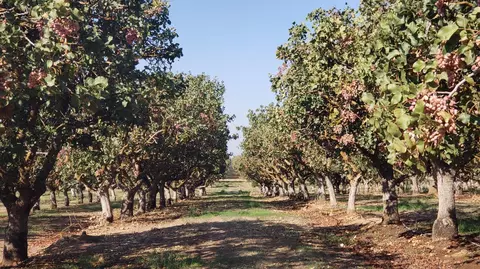 20 Acres Ave 21, Madera, CA 93638