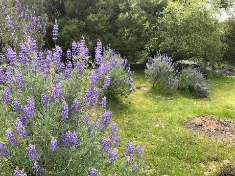 1 Cedar Grv, Coarsegold, CA 93614