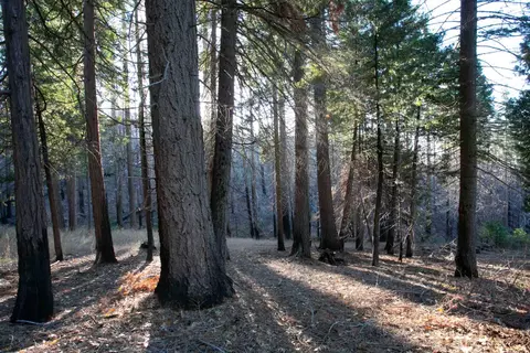 41145 Woodland Rd, Shaver Lake, CA 93664