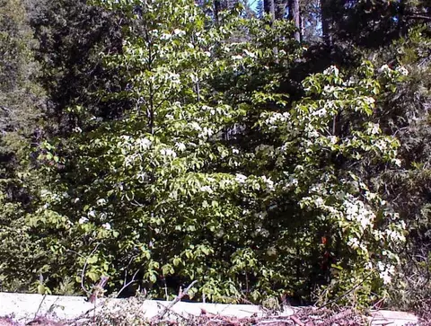50000 Highway 180, Miramonte, CA 93641 photo 8