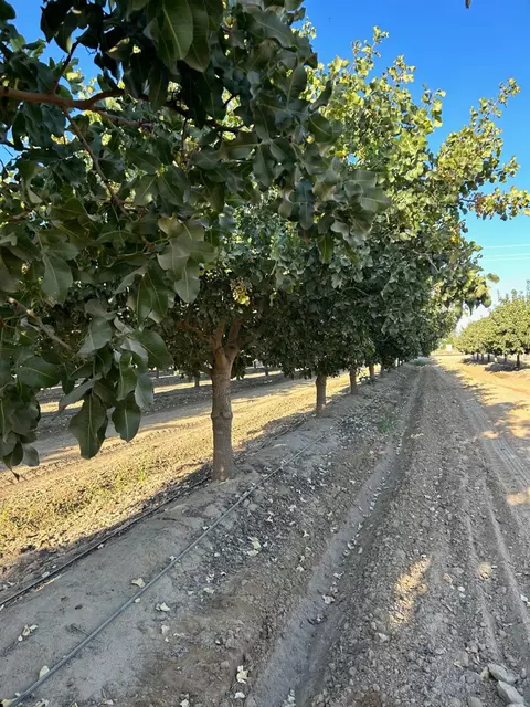 10433 S Bethel Ave, Selma, CA 93662