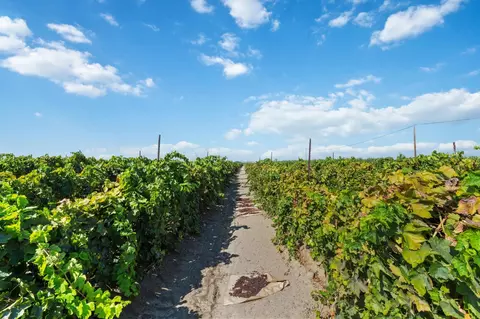 12623 S Mccall Ave, Selma, CA 93662