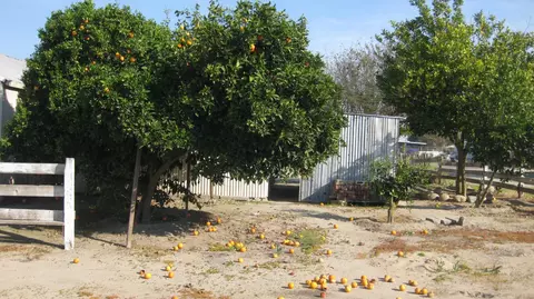 Exterior - 12283 E Dinuba Ave, Selma, CA 93662 photo 8 of 9