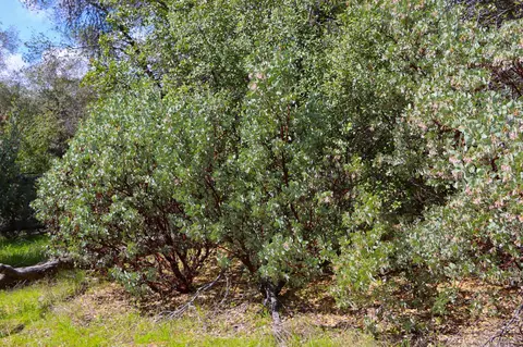6 Knickerbocker, Ahwahnee, CA 93601 photo 20
