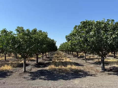 7000 W South Ave, Tranquillity, CA 93668 photo 2