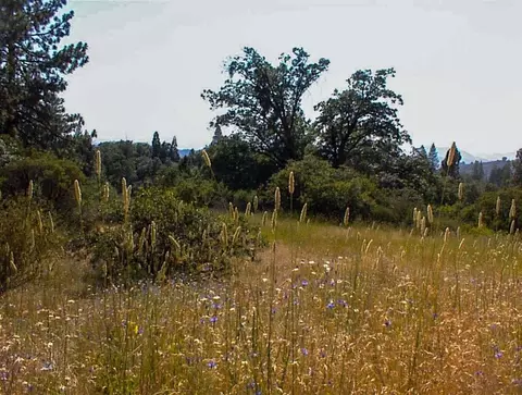 53333 Hwy 245, Pinehurst, CA 93641 photo 13