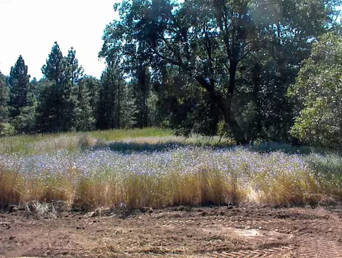 53333 Hwy 245, Pinehurst, CA 93641 photo 16